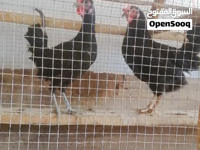 السلام عليكم دجاجه وديج سود للبيع ريشه بيضه مابيهن دجاج مال بيت الدجاجه بياضا بسعر حلو
