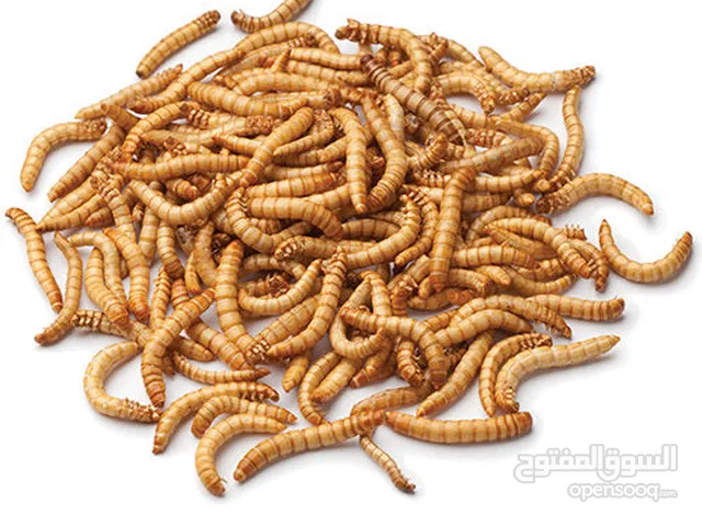 Live Mealworms for Sale – High Quality Feed (1000 Count)for reptiles and fish and turtle and chicken