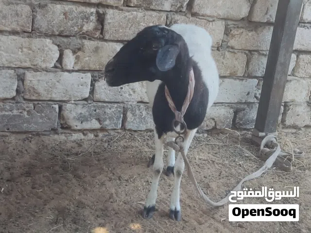 نعجة للبيع