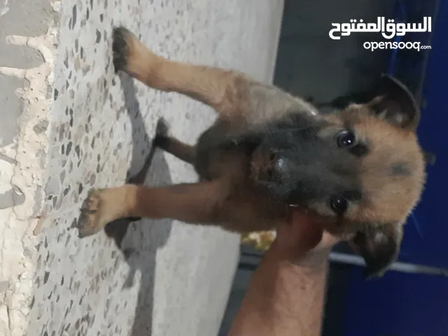 3 جريوات مينوا نشاطات حالهم ممتازة الونهم مشاء الله اعمراهم شهرين