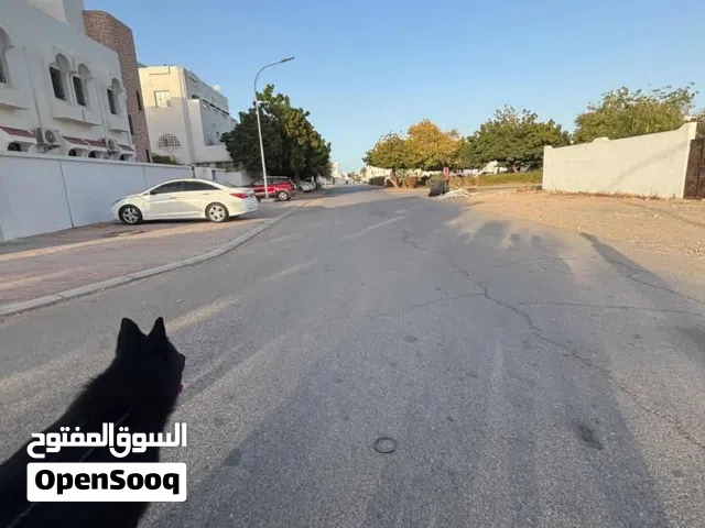 كلب للبيع جيرمان مدرب