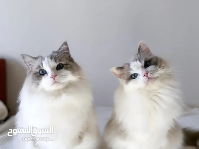 Ragdoll Cats for adoption