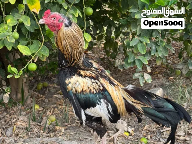 طير ميوالي للبيع او بدل شوف الوصف مهم