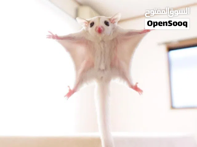 للبيع زوج سنجاب طائر ( شوجر جلايدر ) اللون الأبيض المميز وياكلو من اليد