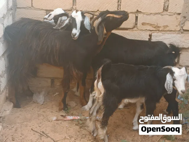 عنزين عربيات تنيات الزوز الله يبارك تحتهم جدي وعناق ناشطات كبار