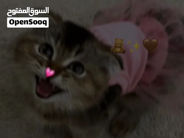 للبيع اندر انواع القطط مع الاغراض وكل شي بوكس عنايه+لتر بوكس +تراب للتر بوكس* صحن+ملابس كثير +العاب