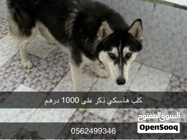 كلب هاسكي