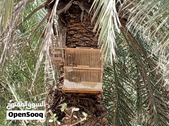 بلبل ابو خصيب فول