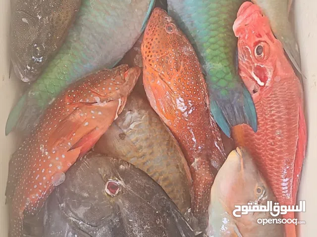 اسماك صيد يومي شي طازج وفرش