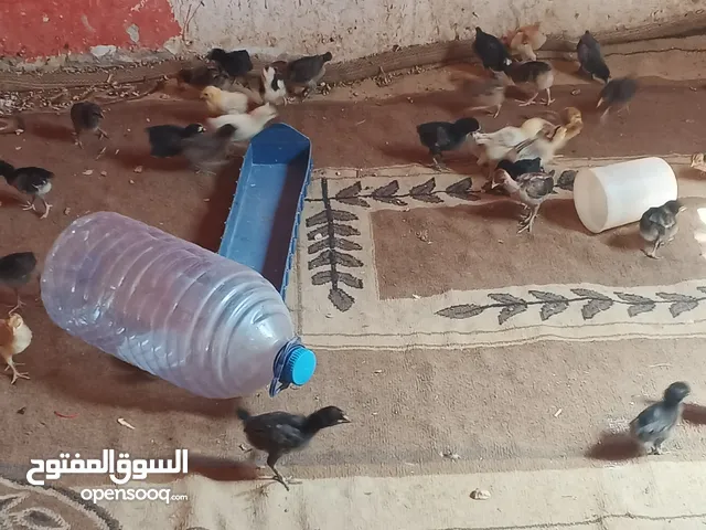 صوص البيع بلدي عمر شهر
