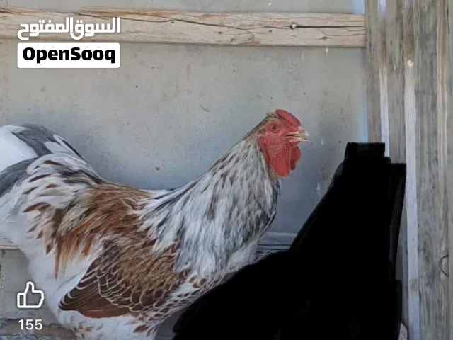 ربي يبارك فروج وان دوت بركاني ربي يبارك