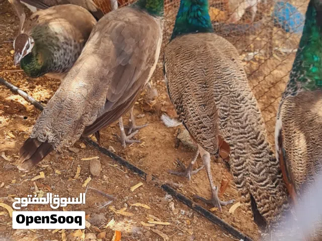 طاووس هندي للبيع في بدية الحبه 35 ريال العدد 5