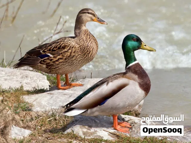 للبيع بط أمريكي زوج