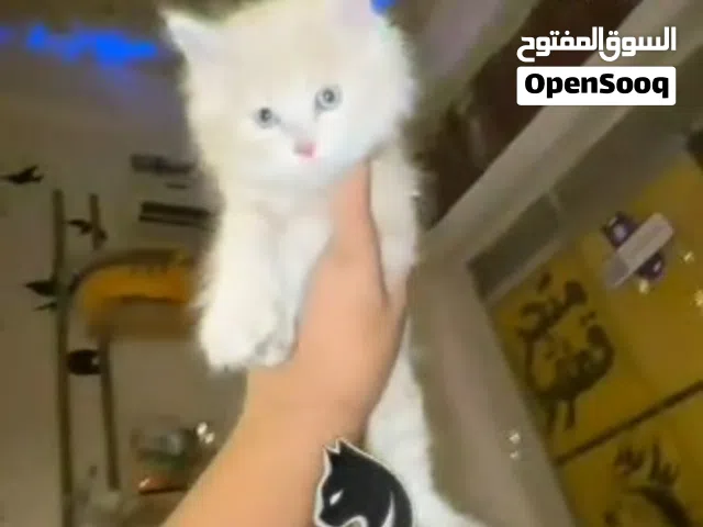 شِيَرَازُيَ مٌكِسِ