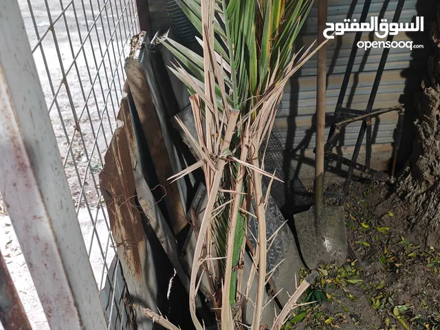برحي نسيجي مخلوع من الام درجه اولى مختبر الامارات