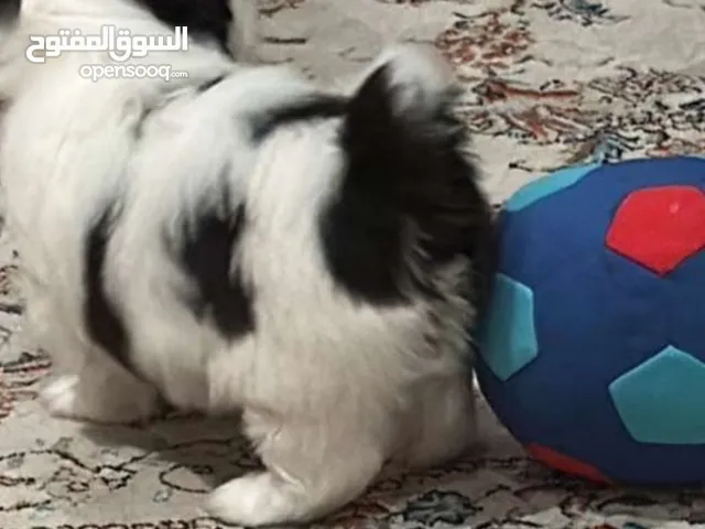 شيتزو قابل للتفاوض