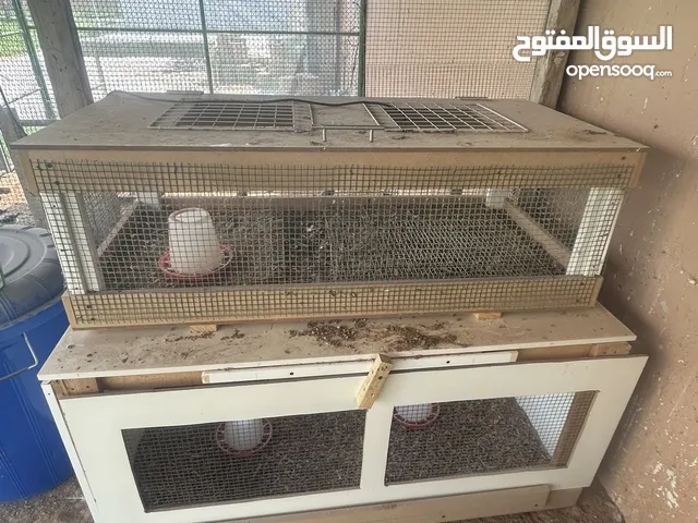 حضانات الصيصان