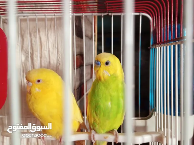 طير كوكتيل وجوز حب