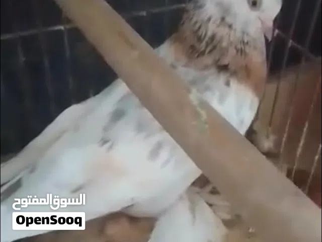 ذكر صنف كيف يعجبك و أعطي سومك في الصح