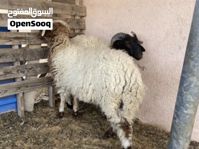 خرفان ماشاءالله