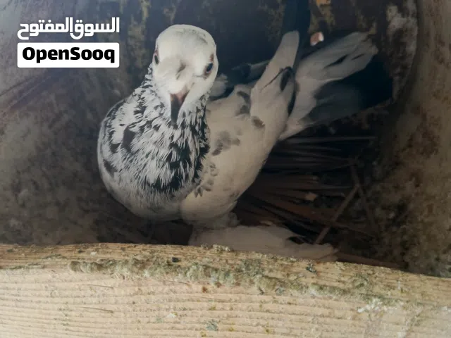حمام للبيع