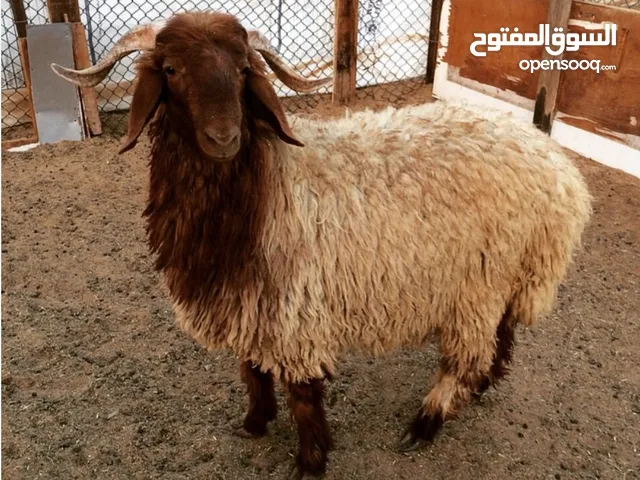 جزار متنقل بالزرقاء ذبح وسلخ وتقطيع باحترافيه عاليه فقط ب10دنانير نصلكم أينما كنتم