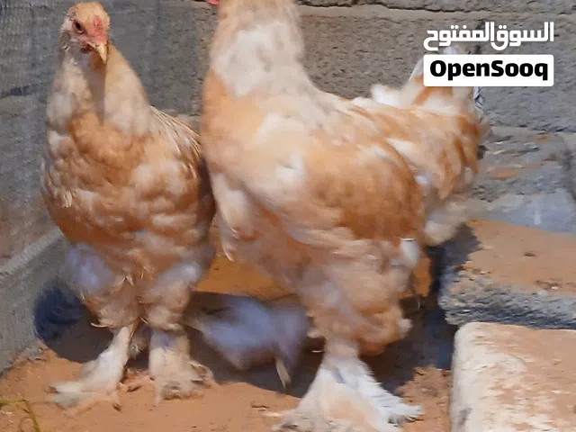 متوفر 2ديوك ليموني