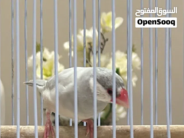 للبيع يمام محميات