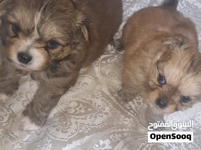 كلب شيواوا العمر شهر ذكر و انثي