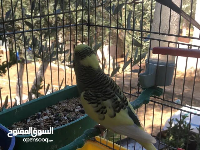 جوز حب شغال