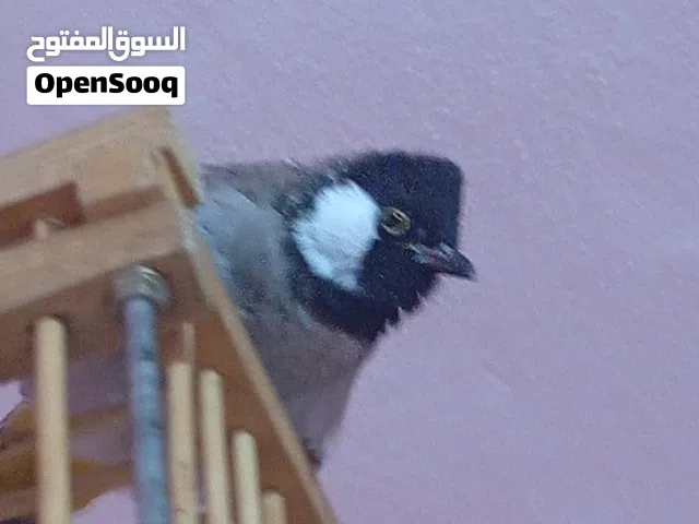 بلبل البيع السعر
