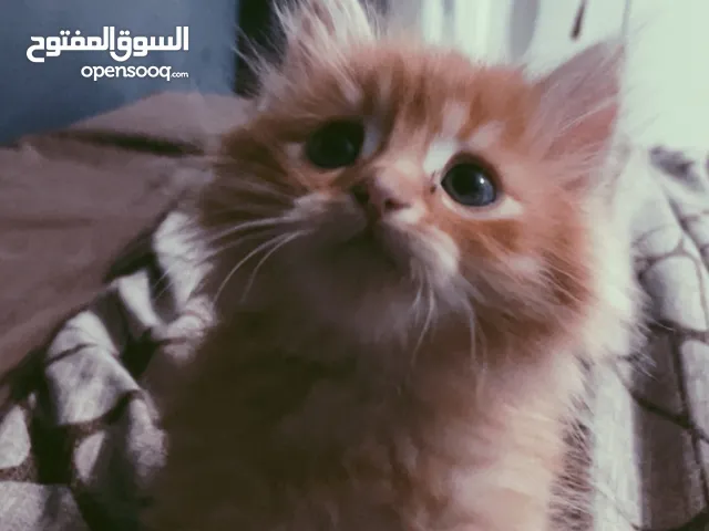 قط ذكر شانشيلا مكس همالايا
