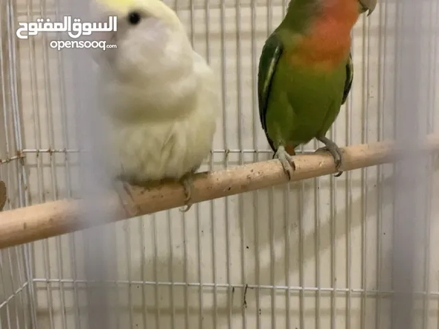 روز منتج من قبل قفص مع بياضه 280