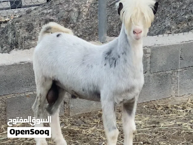 للبيع عتود اصمع مستوى و سلاله طيبه سمين فل