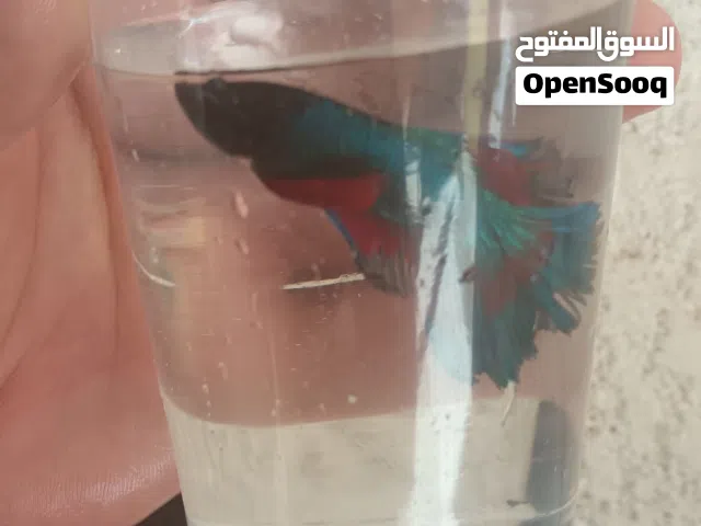 كوبيا سمك فايتر للبيع ربي يبارك الوان وصحة