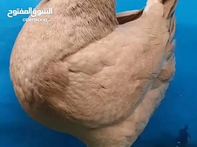 حمام كنج اصول