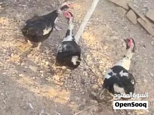 بط بلدي مسكوف و بط شرشيري للبيع