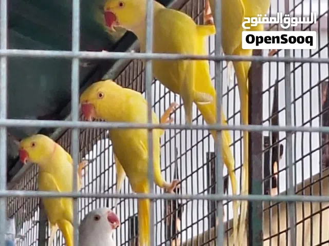 مجموعة من الطيور الكوكتيل و بادجي  و زيبرا