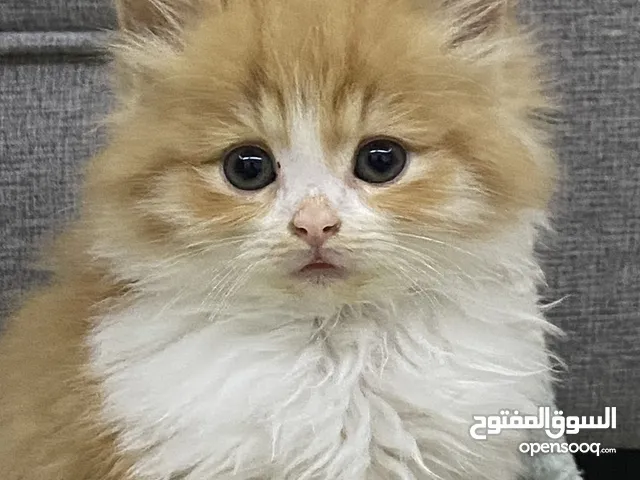 قط بريتش لونج هير ذكر