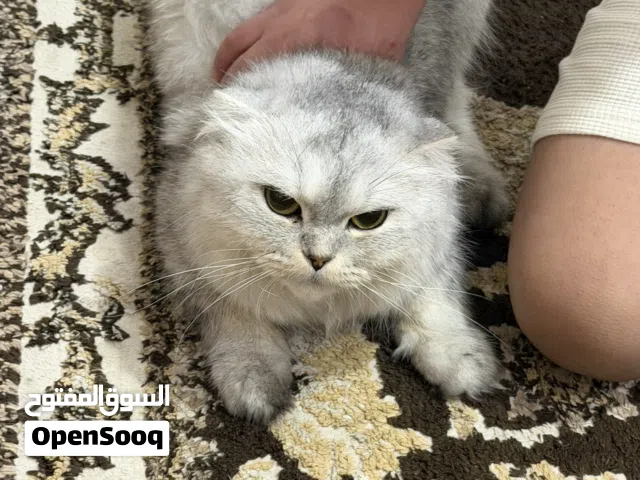 للبيع قطط عدد 7