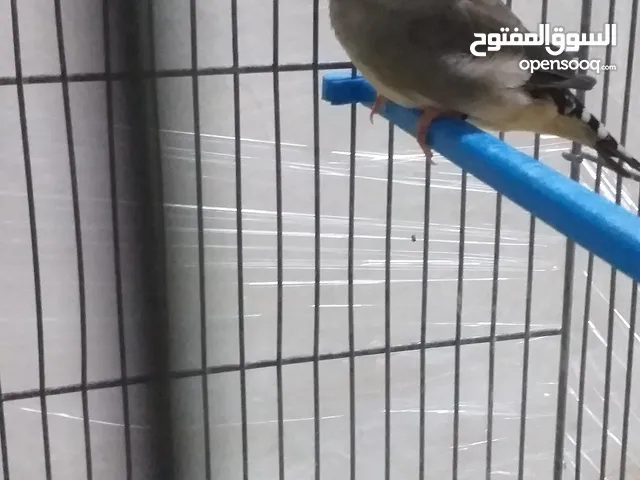 طيرة مكس انجليش جراي