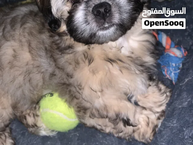 Shih tzu Female
