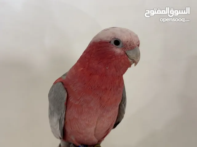 كوكاتو قالت ربوه قويه