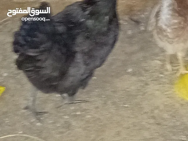 دجاج نمبر جيني