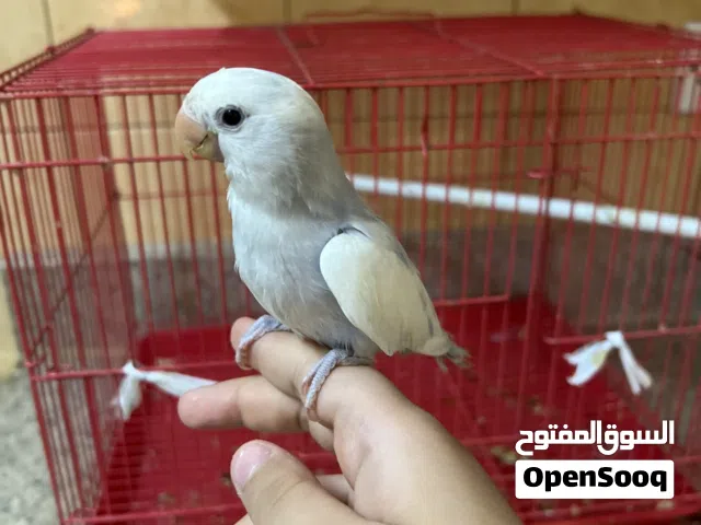 لاف بيرد للبيع