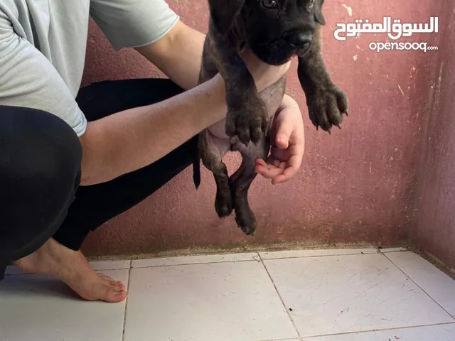 ذكر كين كورس
