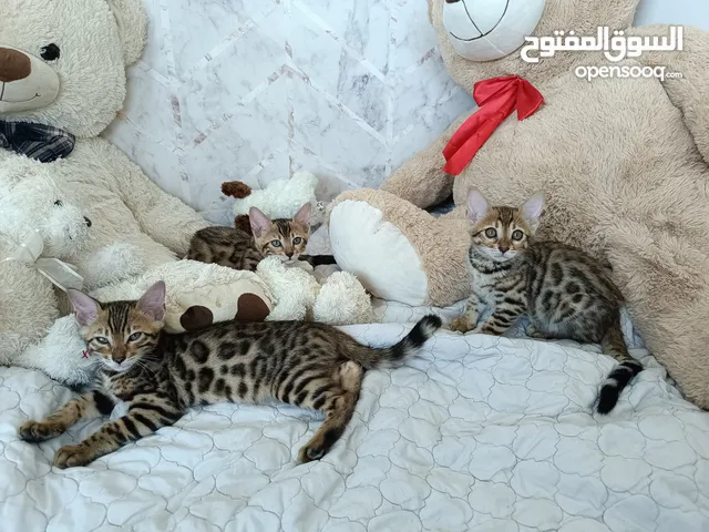 Bengal kittens