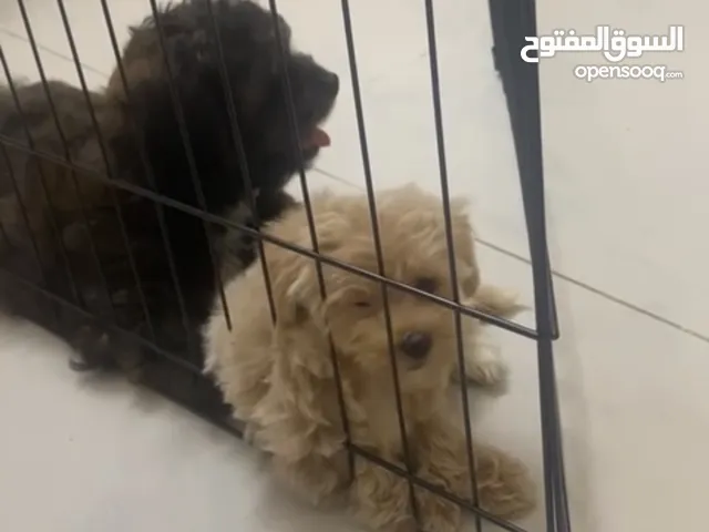 كلاب ماليتيبو