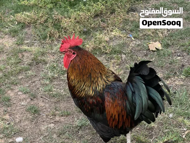 استرلوب للبيع