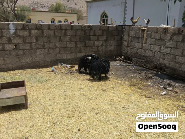 للبيع كبشان عمانيات اصل